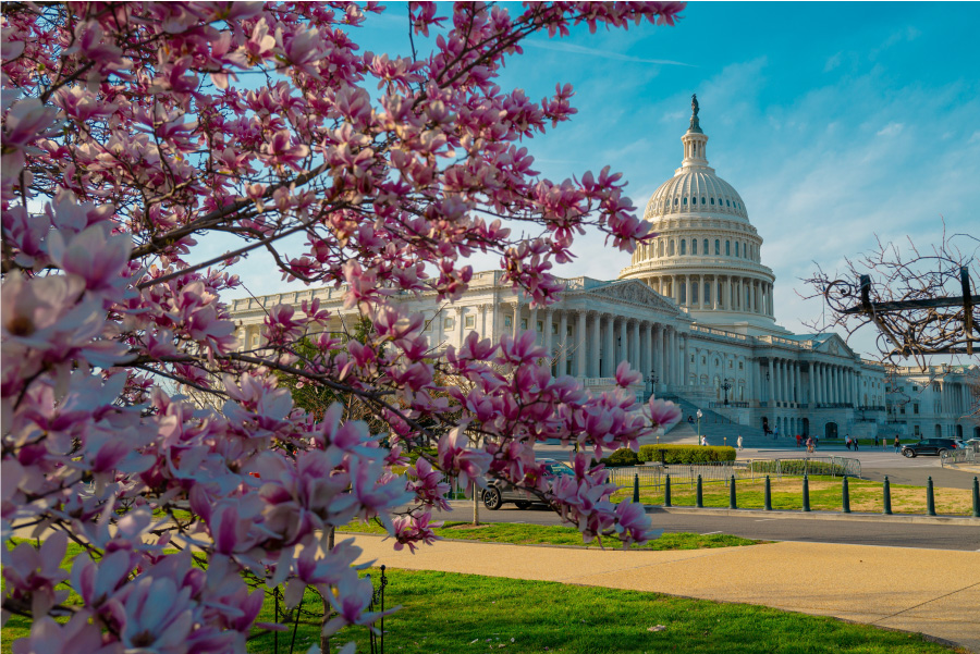 Take Photos in Washington DC, The Capitol