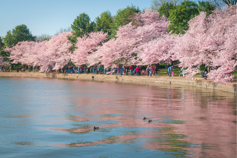Take Photos in Washington DC, Tidal Basin