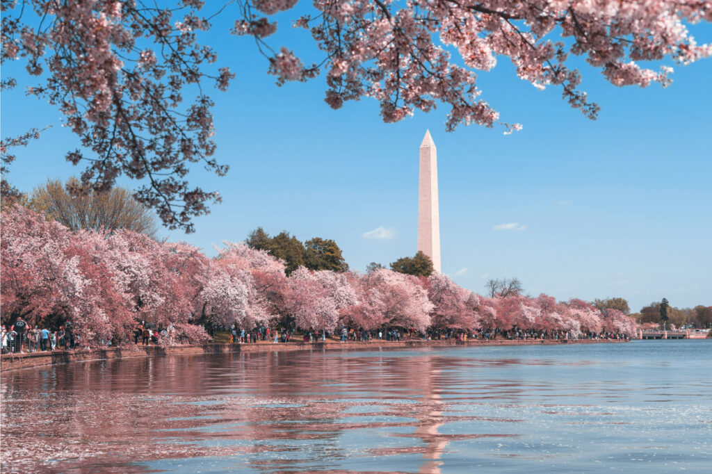 Visitar Washington DC en Primavera